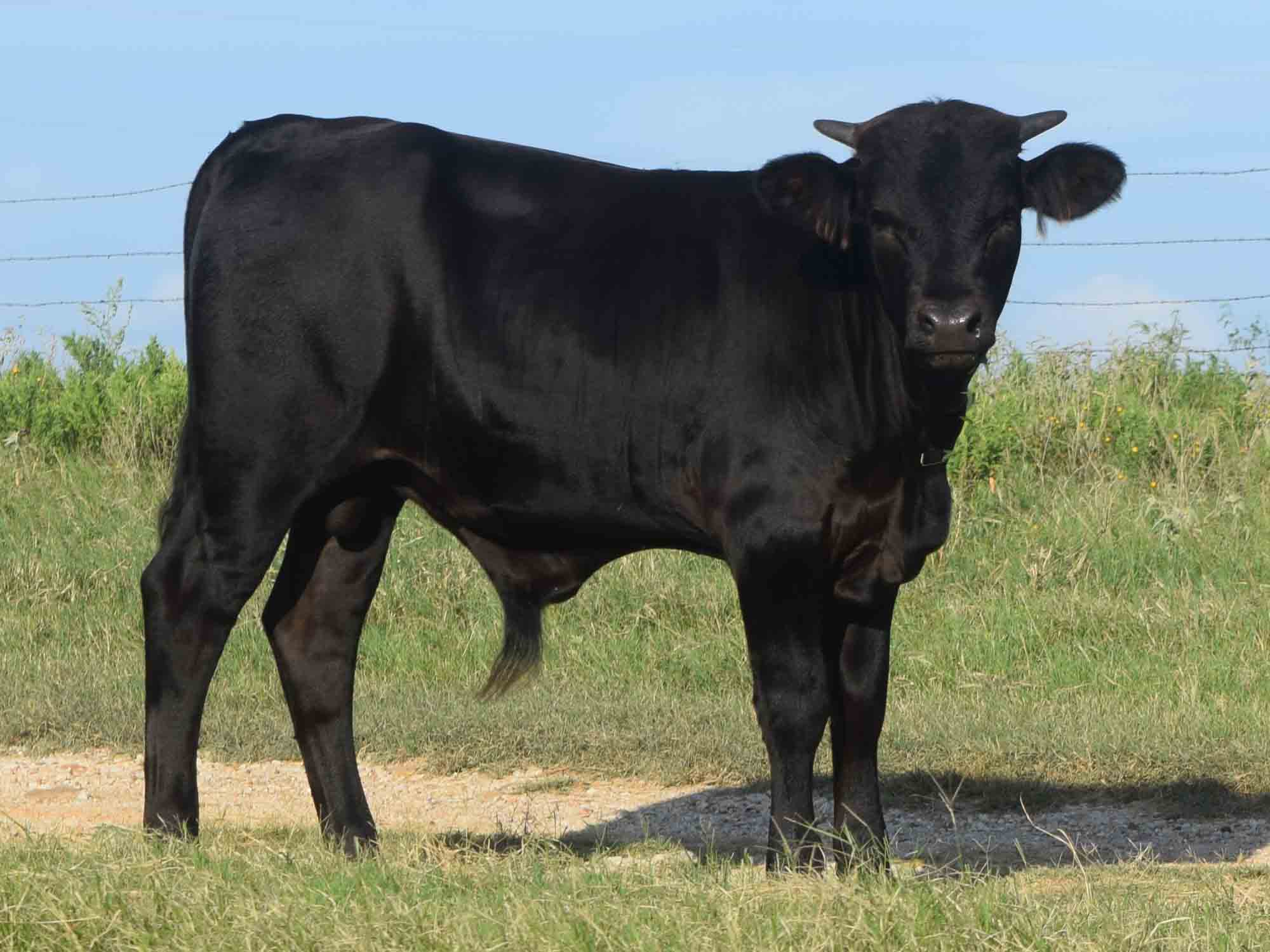 Rocking O Longhorns Texas Longhorn bull calves for sale